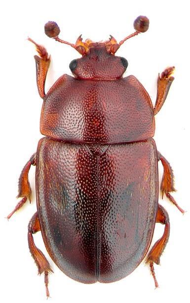 17 16 First segment of club of antennae more than twice as long as next; middle and hind tibiae with spines; entirely reddish to orange-brown species; side margin of pronotum with short thick-set