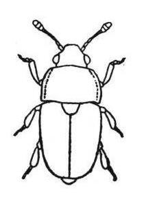 18 17 Head broader in proportion to the pronotum; segment 1 of antennae more or less symmetrical and club slightly elongate; middle and hind tibiae broader in proportion to the front tibia; yellowish