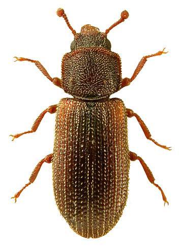 ...... Genus Cicones Now placed in family Colydiidae Pronotum without
