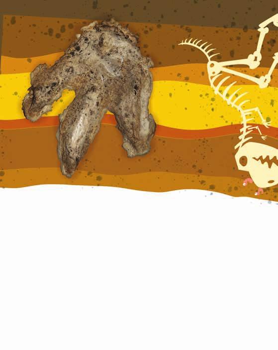 6 What exactly are fossils? The word fossil is from the Latin word fossilis. It means dug up. A fossil isan ancient dead animal or plant or something left by them.