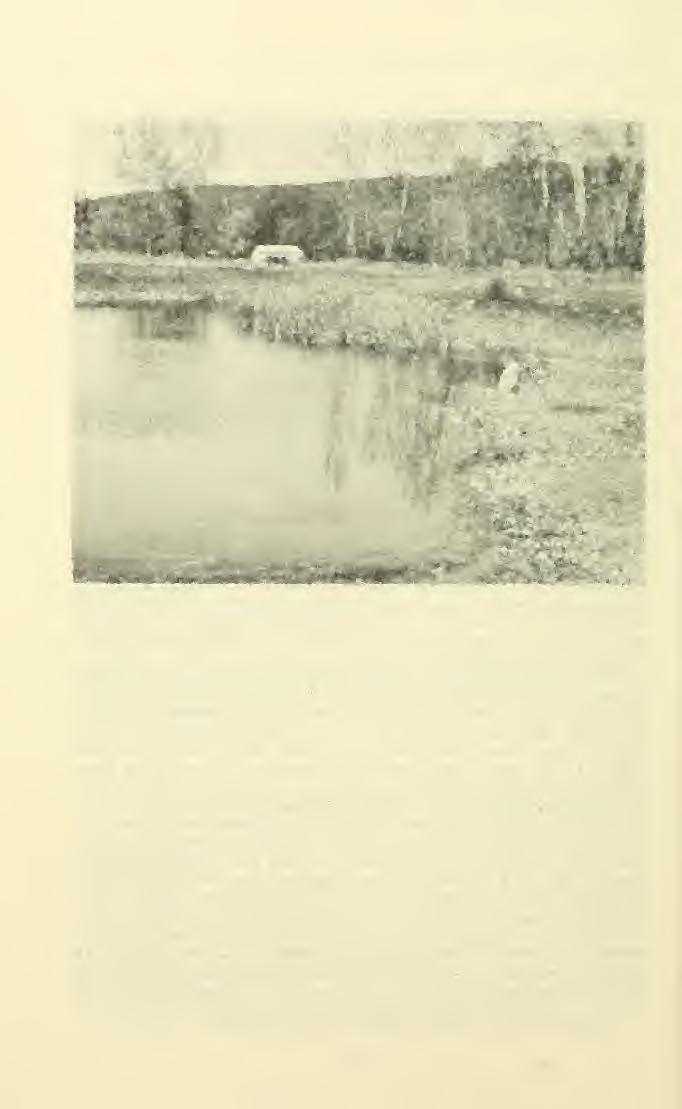 ' 110 GREAT BASIN NATURALIST Vol. 31, No. 2 ^iffj ' - Fig. 1. Pond used for breeding by the boreal toad 8 miles southeast of Hamilton, Ravalli Co., Mont.