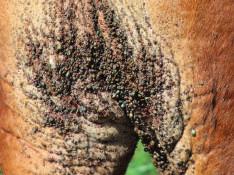 Skin/hair Condition Rumen fill very sunken in sunken in bloated Signs of disease The skin is such a large organ that the observer can get an overall view of the skin