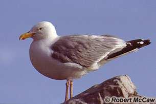 seagulls are Herring Gulls Larus argentatus. The adult Herring Gull is about 61 cm long from the tip of its bill to the tip of its tail.