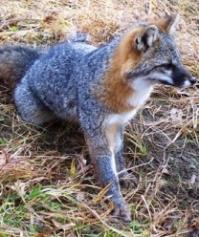 Grey Fox Urocyon cinereoargenteus Other common names Gray fox, tree fox.