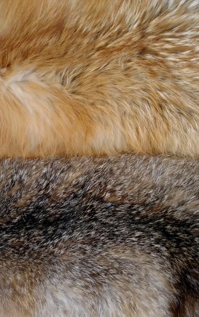 Close up of red fox fur