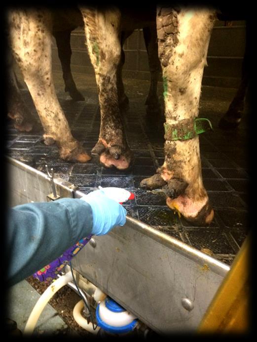 Effect of intensive application of topical treatments in the milking parlor on