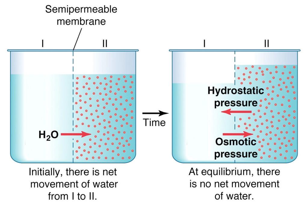 Osmolarity Concentration of solutes in water (plasma & urine) Water moves by osmosis From area of osmolarity To area of osmolarity Generates pressure Source:?