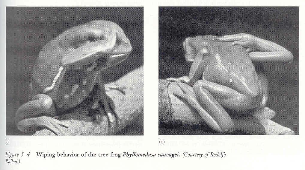 Amphibians have adaptations to limit evaporative water