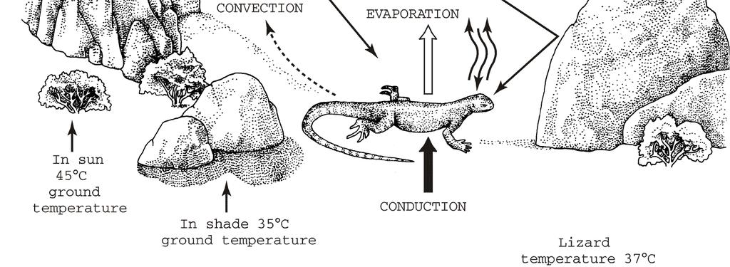 Air temp: 35 o C Lizard temp: 37 o C Q abs solar radiation absorbed by animal Q abs = S x A x vf s x a Q abs C LER M R S = A =