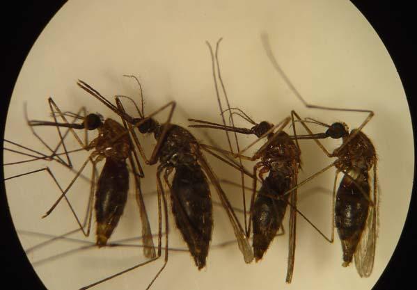 Anopheles bloodmeals.