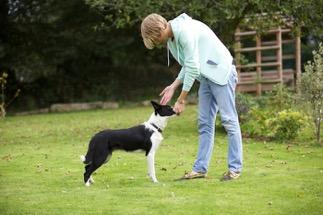 ) movements that your dog is doing, then we can set the situation up to encourage the movements we want!