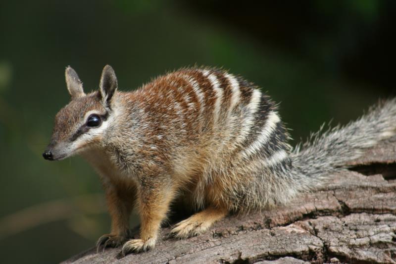 Numbat The numbat is a small carnivorous marsupial. It is recognized by its slender, graceful body reddishbrown hair with stripes taking over its back. The numbats diet consists mainly of termites.