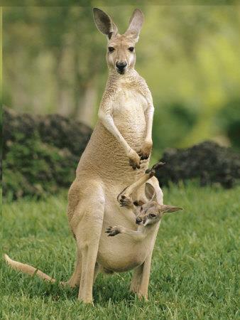 Kangaroos Kangaroos are large marsupials that are found only in Australia. They are identified by their muscular tails, strong back legs, large feet, short fur and long, pointed ears.