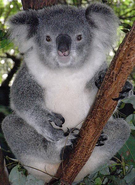 Koalas Koalas are mostly nocturnal. They spend up to 20 hours a day sleeping or resting in trees. Although they look like small bears, Koalas are actually marsupials.