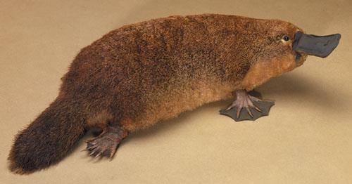 Platypus The platypus is considered to be a variety of different species: 1 a duck for its bill and webbed feet. 2) a beaver for its tail. 3) an otter for its body and fur.