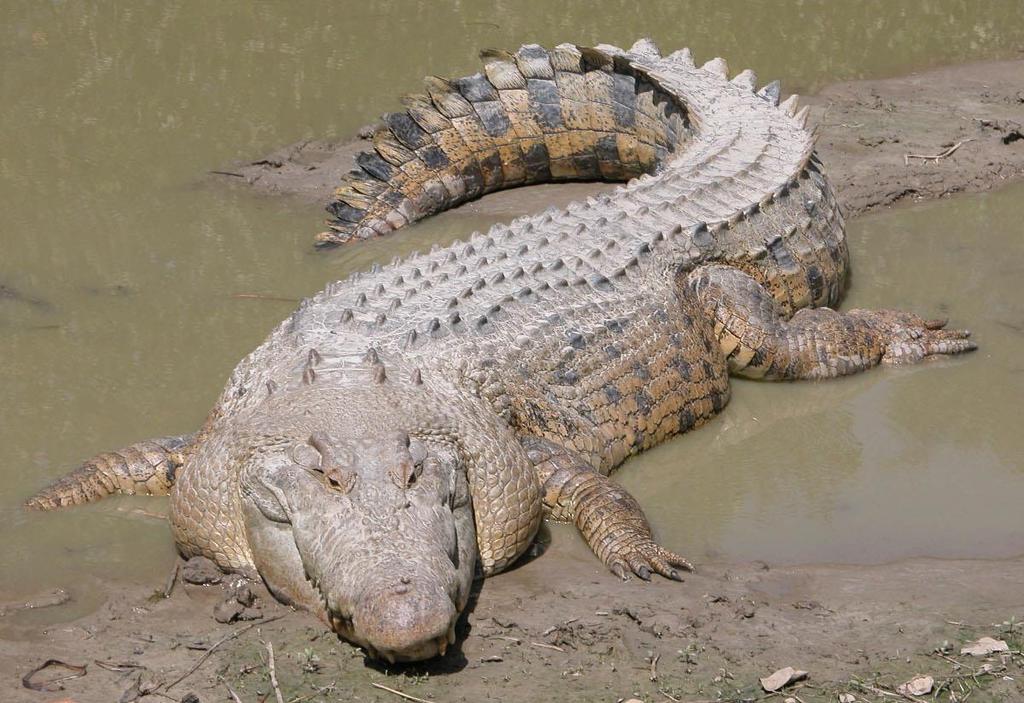 Saltwater Crocodile Saltwater Crocodiles are the largest living reptiles on Earth. Adult males are able to grow up to 17 feet and can weigh over 1,000 pounds.