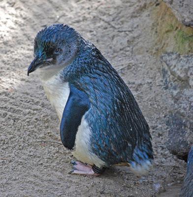 Fairy Penguin Fairy Penguins are the smallest penguins in the world. They are also known as Little Blues due to their blue-colored feathers.