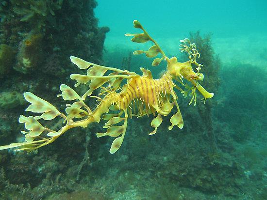 Leafy Sea Dragons Sea Dragons are very similar to seahorses. They are one of the most camouflaged species on Earth due to their leafy appearance.