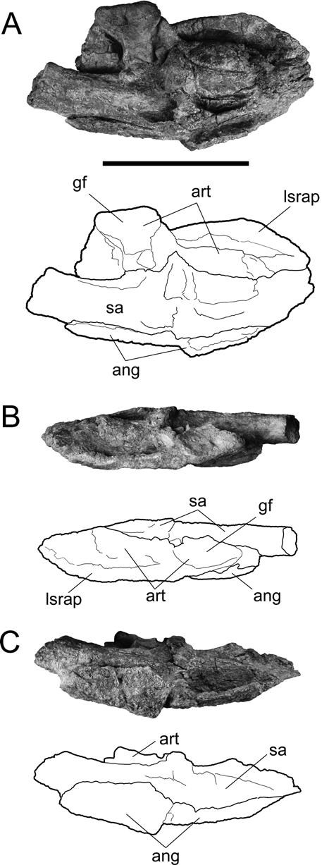 Figure 3-6. Referred mandible of Acherontisuchus guajiraensis, UF IGM 35, left articular region only. A) in dorsal view; B) in medial view; C) in lateral view.
