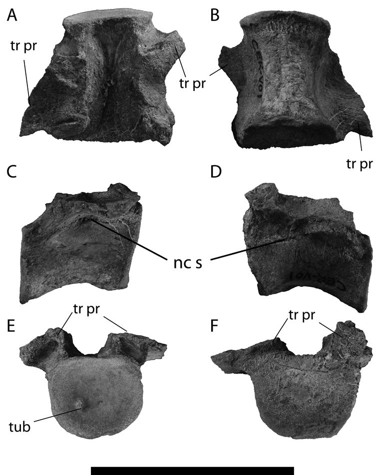 Figure 3-8. Referred dorsal vertebra, UF IGM 37, of Acherontisuchus guajiraensis from the West Extension pit of the Cerrejón coal mine in northeastern Colombia.