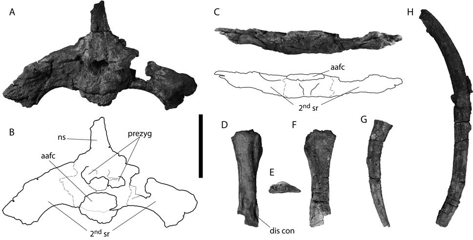 Figure 3-9. Postcranial fossils associated with referred mandible, UF IGM 35, of Acherontisuchus guajiraensis.