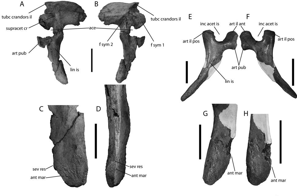 Figure 3-10. New-World dyrosaurid pelvis fossils.