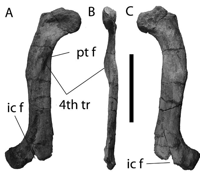 Figure 3-11. Referred femur, UF IGM 39, of Acherontisuchus guajiraensis from the West Extension pit of the Cerrejón coal mine in north-eastern Colombia.