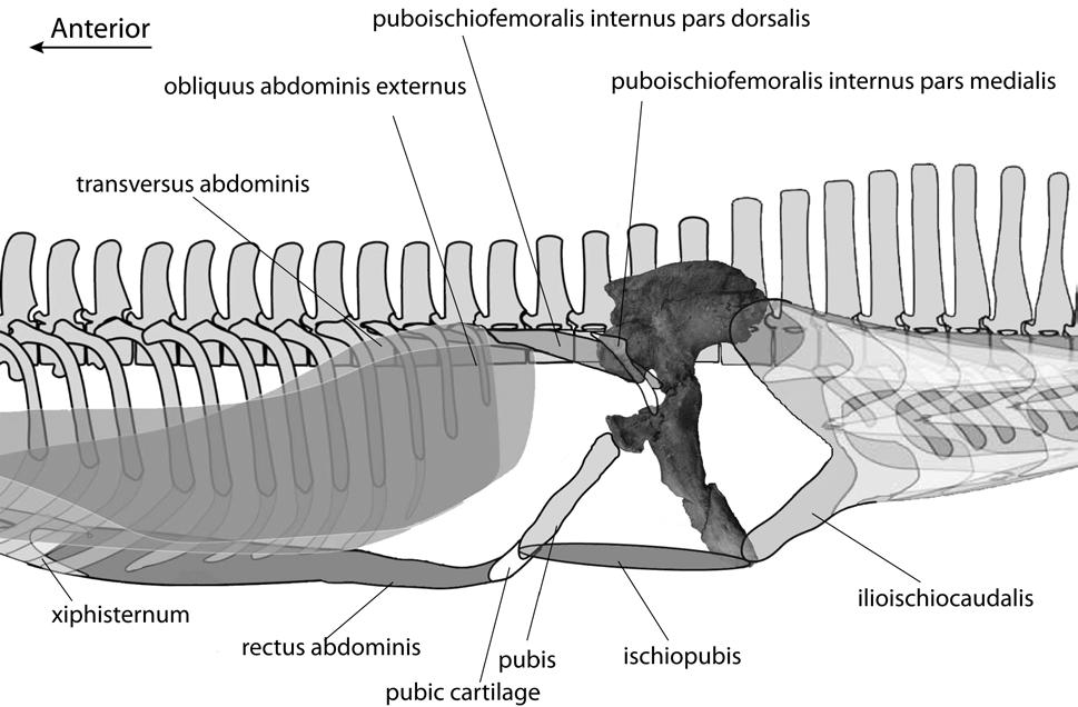 Figure 3-16. Reconstruction of skeleton of Acherontisuchus guajiraensis, with muscle attachments to pelvic region. Fossil is UF IGM 38, skeleton and muscle attachments modified by Schwarz-Wings et al.