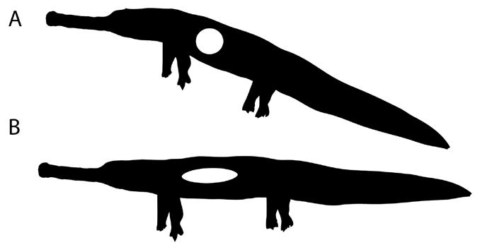 Figure 3-17. Pitch regulation in a generalized dyrosaurid crocodyliform.