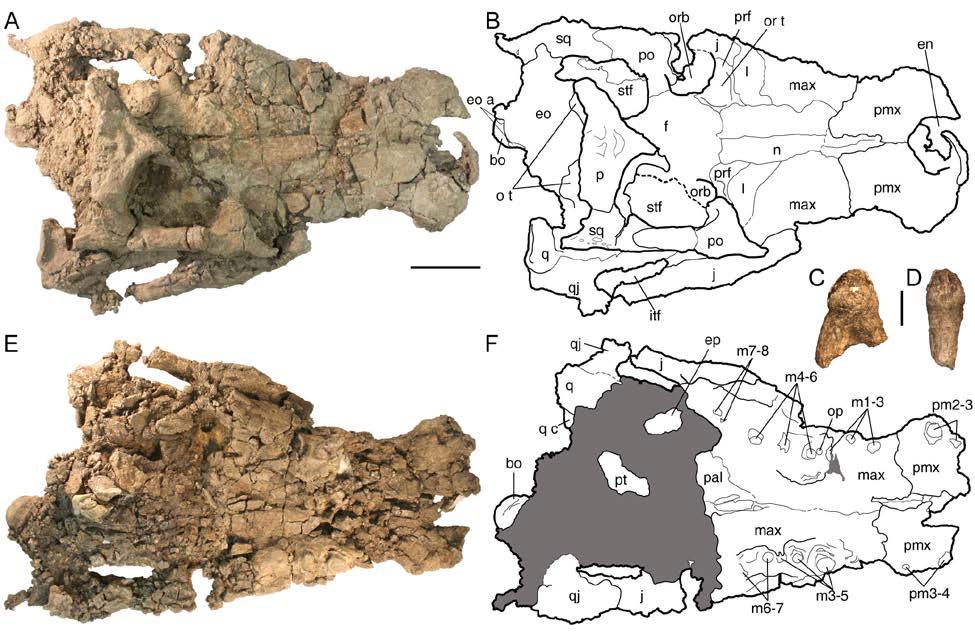 Figure 4-3. Paratype (UF/IGM 68) of new genus and species of Dyrosauridae from Cerrejón locality in northeastern Colombia, middle late Paleocene.
