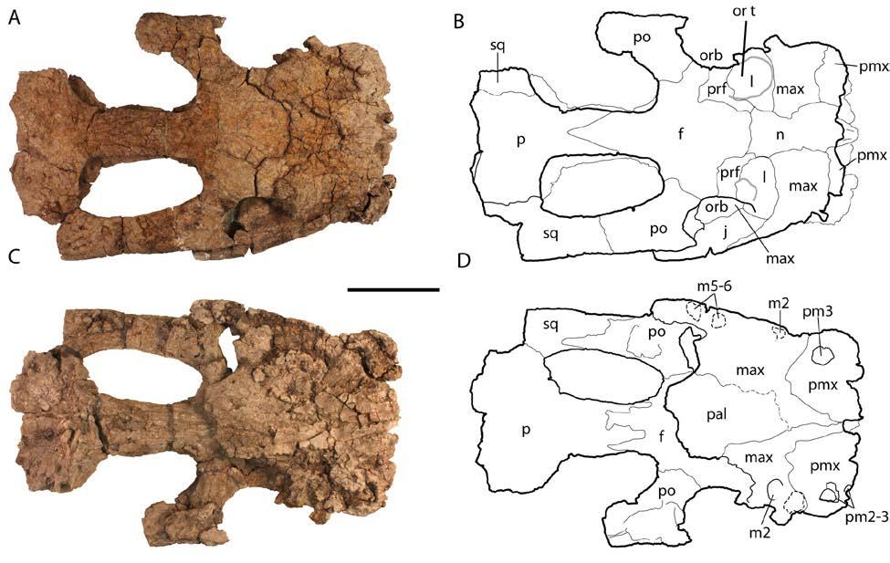 Figure 4-4. Referred skull (UF/IGM 69) of new genus and species of Dyrosauridae from Cerrejón locality in northeastern Colombia, middle late Paleocene.