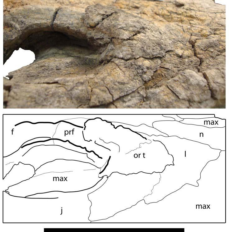 Figure 4-5. Referred skull (UF/IGM 69) of new genus and species of Dyrosauridae from Cerrejón locality in northeastern Colombia, middle late Paleocene.