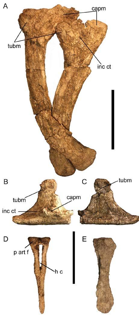 Figure 4-8. Ribs and haemal arch associated with skulls of the new genus and species of Dyrosauridae. A) lateral view of dorsal ribs associated with UF/IGM 67, likely positions seven and eight.