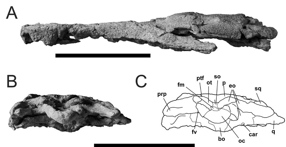 Figure 2-4. Skull of Cerrejinosuchus improcerus, UF/IGM 29, from the Cerrejón coal mine of northeastern Colombia, middle late Paleocene.