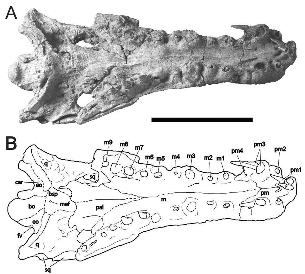 Figure 2-5. Skull of Cerrejonisuchus improcerus, UF/IGM 29, from the Cerrejón coal mine of northeastern Colombia, middle late Paleocene, in ventral view. A) photograph; B) sketch.