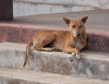 Case study 4: contraception for free-roaming dogs ~ 500 million dogs worldwide, 75% stray every year > 55,000 people die of