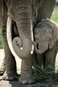 Case study 6: immunoconraception to increase intercalving in elephants Immunocontraception used on individual,