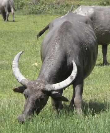 Case study 7: immunocontraception to manage feral cattle and buffaloes in Hong