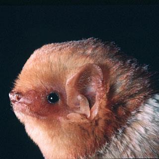 Habitat: Eastern red bat Lasiurus