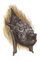 of hoary bat (12 g) pelage