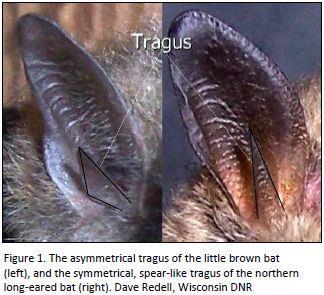 Tips for bat ID M. lucifugus (little brown) and M. sodalis (Indiana) are very similar in appearance and require practice to reliably distinguish M.