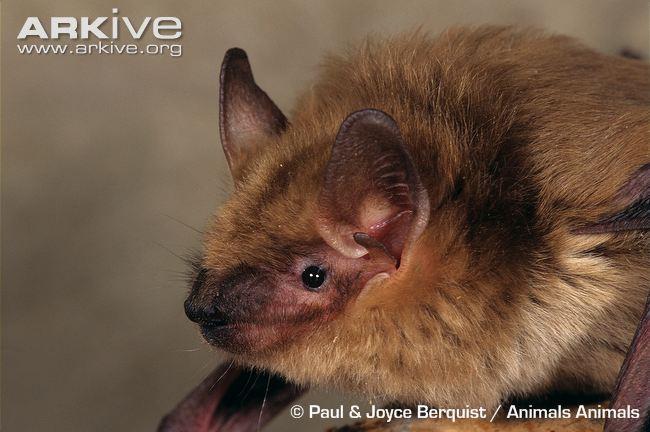 L. cinereus (hoary bat), which is the largest species in North