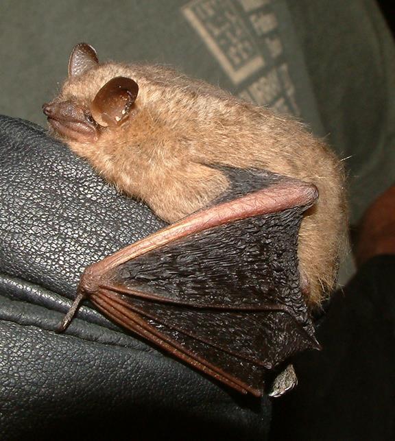 Tips for bat ID P.