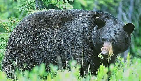 American black bear Ursus