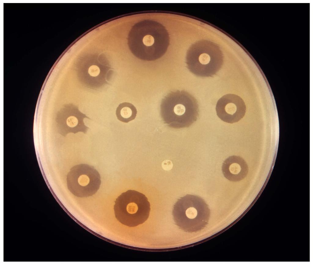 Identification of micro-organisms 2.
