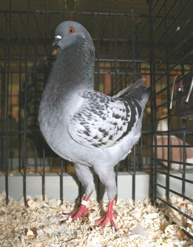 Some top birds of the entered 16 German Modena s: two young blue chequer cock s