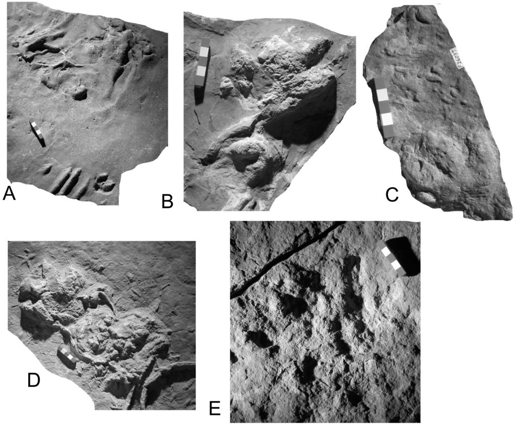TETRAPOD FOOTPRINTS FROM THE MIDDLE TRIASSIC MOENKOPI FORMATION, NEW MEXICO 243 FIGURE 3. Selected tetrapod footprints from NMMNH locality 356. A. NMMNH P-14157, reptile swimming traces. B.