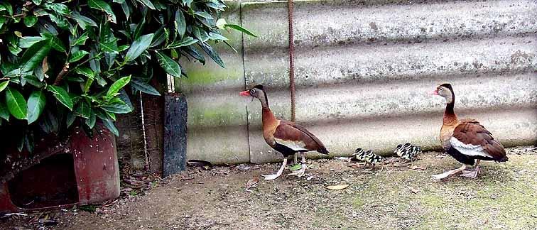 Above: The Red-billed Whistling ducks never laid eggs for 5 years, but
