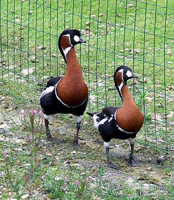Also Willie and Kris Borgers have Red- geese (photo left) and Magellan breasted geese (below).