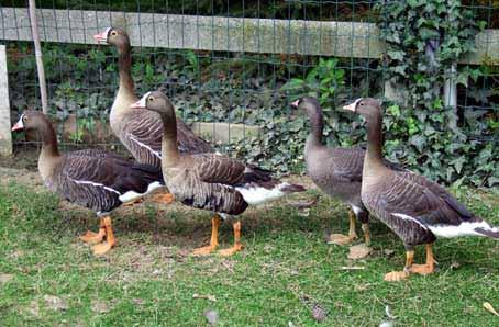 His line of White-fronted project to set these geese free in the wild, because their numbers have Geese is perfect.
